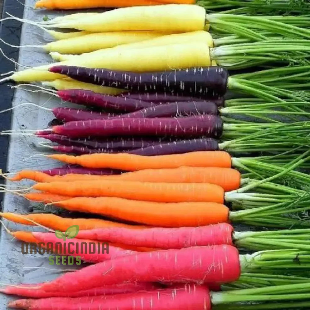 Carrot Seeds Mix For Planting And Gardening | Organic Seed Varieties