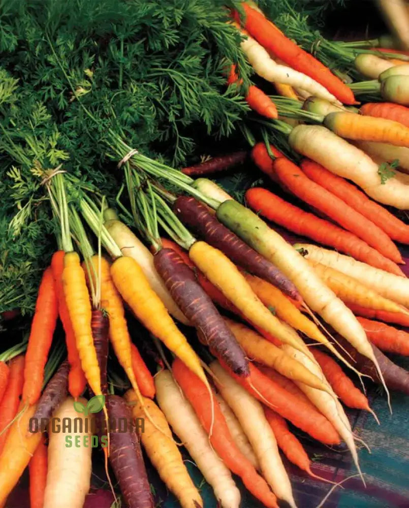 Carrot Seeds Mix For Planting And Gardening | Organic Seed Varieties