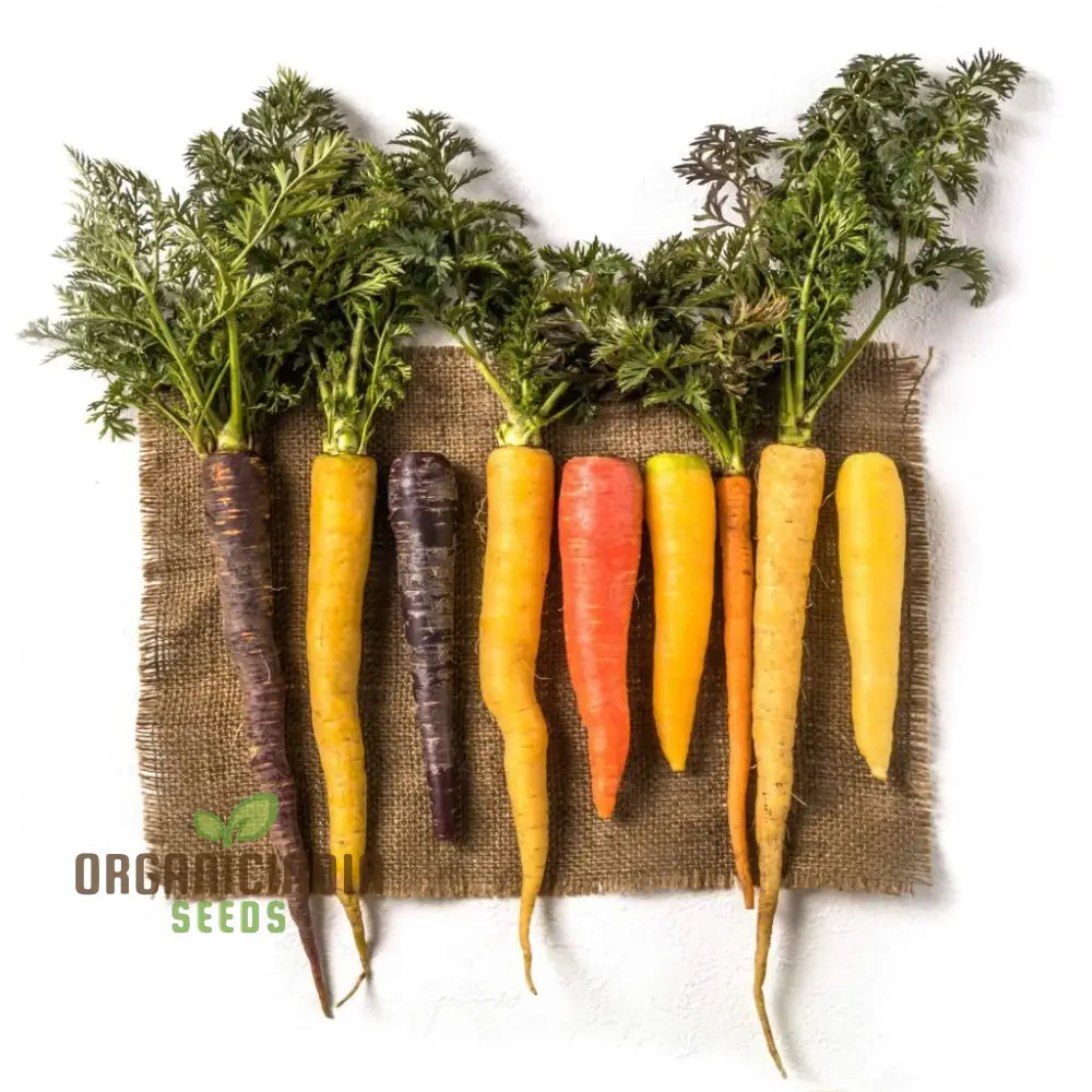 Carrot Seeds Mix For Planting And Gardening | Organic Seed Varieties