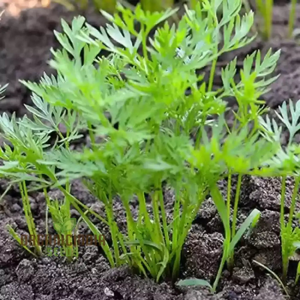 Carrot Seeds ’Rainbow Mix F1’ For Colorful Harvests And Delicious Garden-To-Table Delights!