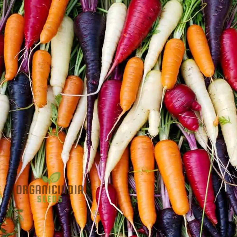 Carrot Seeds ’Rainbow Mix F1’ For Colorful Harvests And Delicious Garden-To-Table Delights!