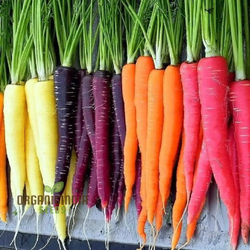 Carrot Seeds ’Rainbow Mix F1’ For Colorful Harvests And Delicious Garden-To-Table Delights!