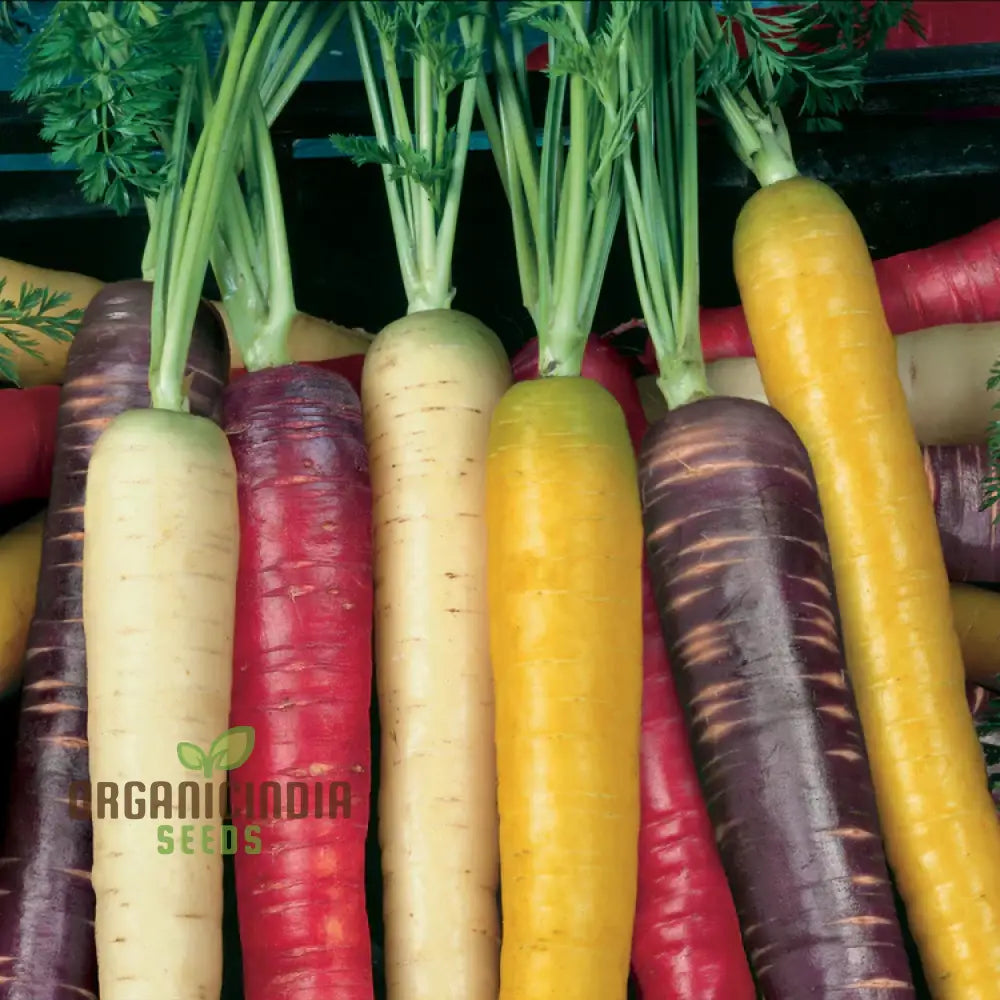 Carrot Seeds ’Rainbow Mix F1’ For Colorful Harvests And Delicious Garden-To-Table Delights!