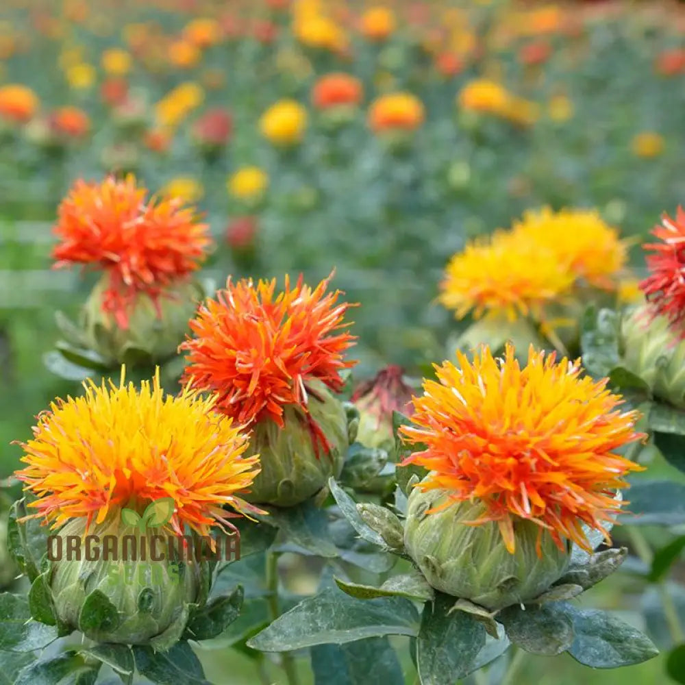 Carthamus Kinko Flower Seeds For Planting Premium Quality Gardening Seeds