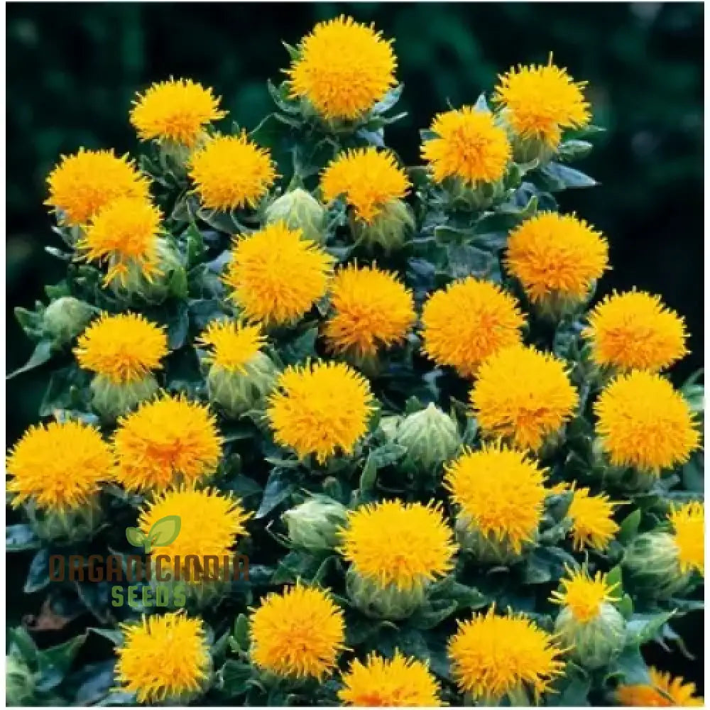 Carthamus Kinko Flower Seeds For Planting Premium Quality Gardening Seeds