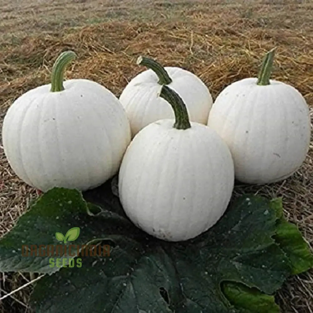 Casper Pumpkin Seeds For Gardening - Premium Quality Your Garden