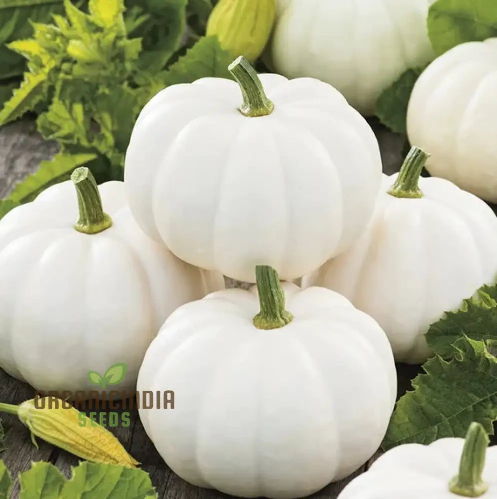 Casper Pumpkin Seeds For Gardening - Premium Quality Your Garden