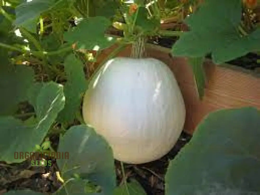 Casper Pumpkin Seeds For Gardening - Premium Quality Your Garden