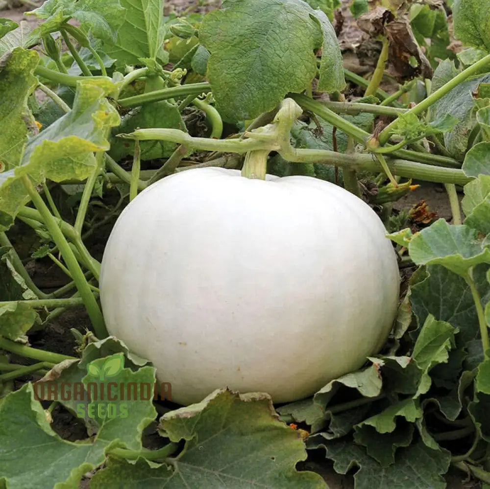 Casper Pumpkin Seeds For Gardening - Premium Quality Your Garden