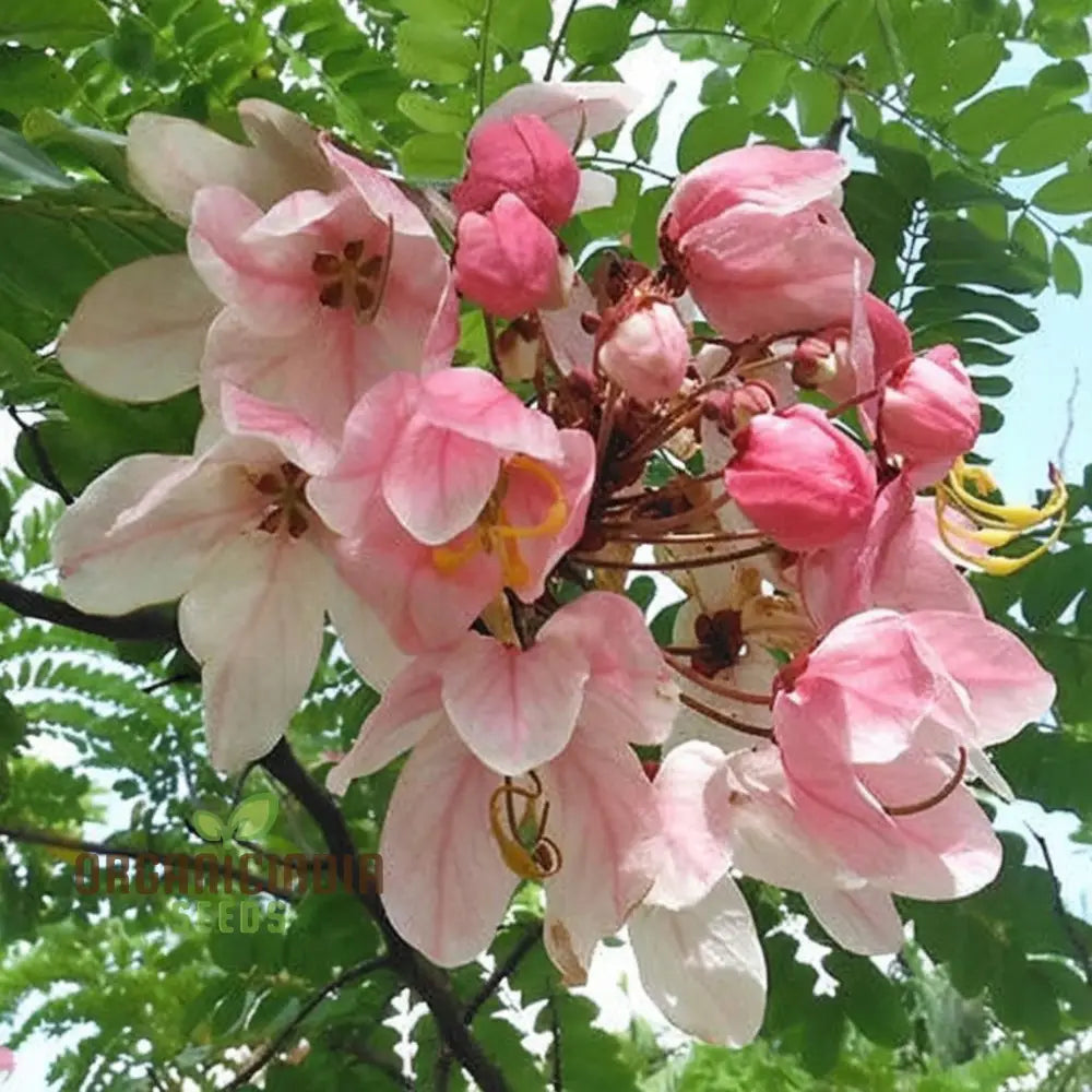 Cassia Javanica Seeds - Grow Your Own Beautiful And Fragrant Pink Shower Tree