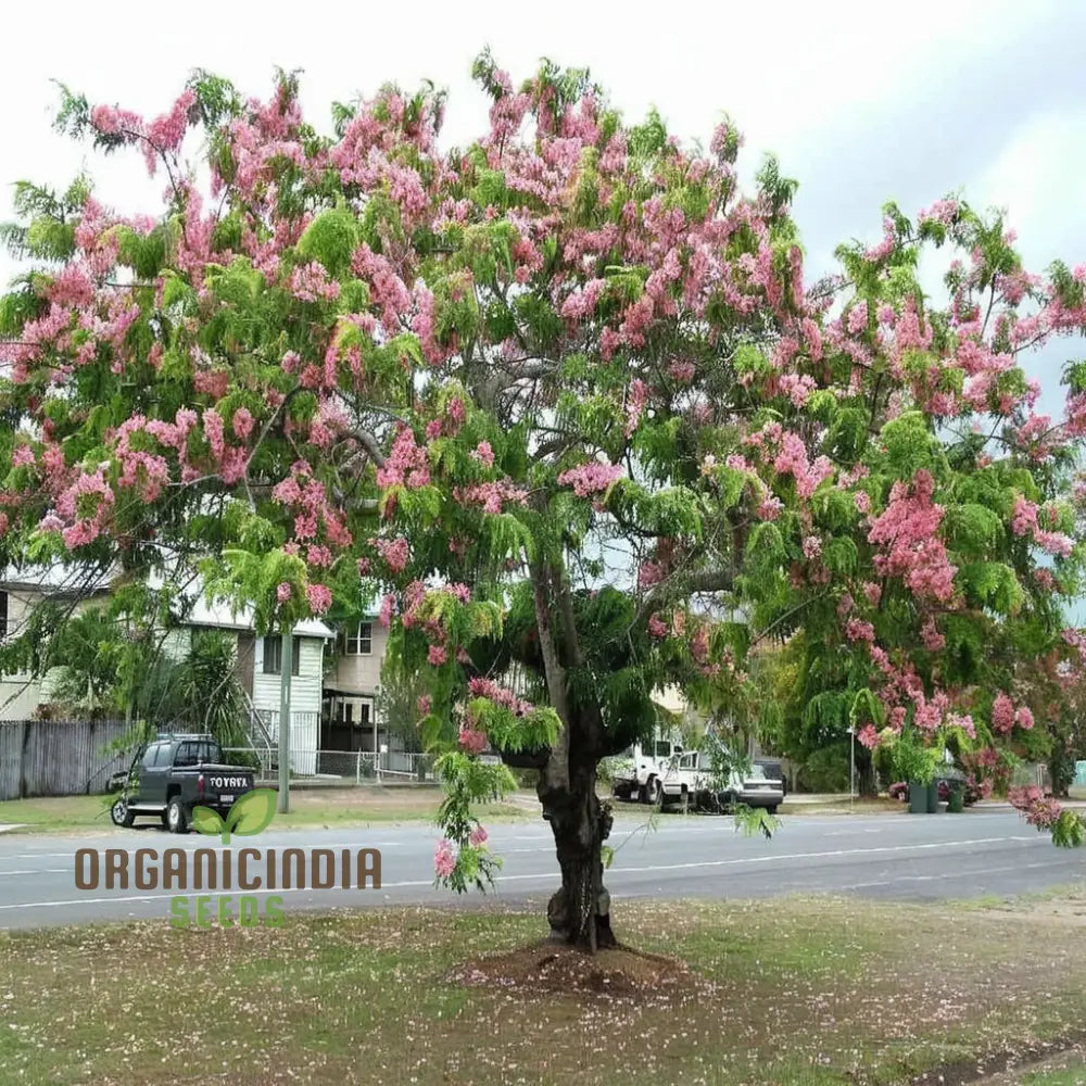 Cassia Javanica Seeds - Grow Your Own Beautiful And Fragrant Pink Shower Tree