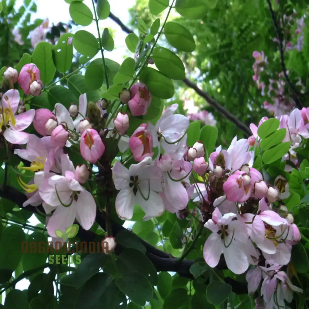 Cassia Javanica Seeds - Grow Your Own Beautiful And Fragrant Pink Shower Tree