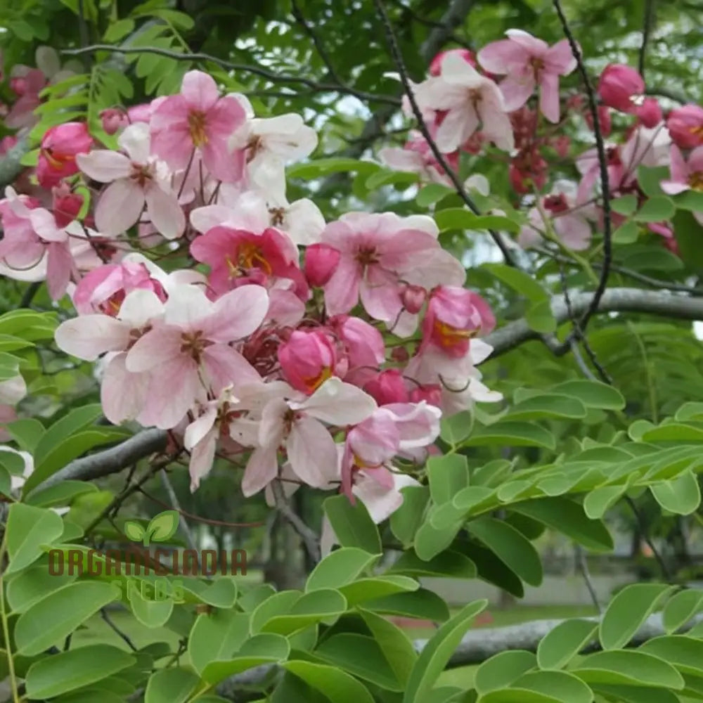 Cassia Javanica Seeds - Grow Your Own Beautiful And Fragrant Pink Shower Tree