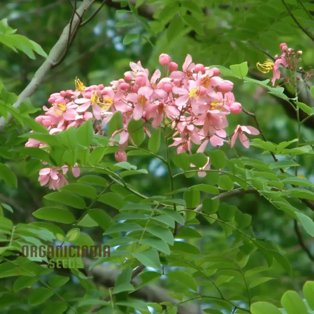 Cassia Javanica Seeds - Grow Your Own Beautiful And Fragrant Pink Shower Tree