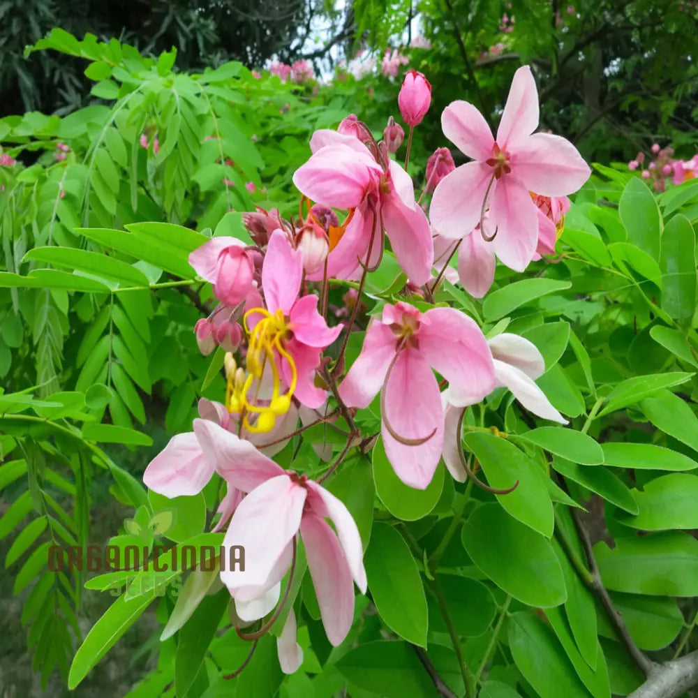 Cassia Javanica Seeds - Grow Your Own Beautiful And Fragrant Pink Shower Tree