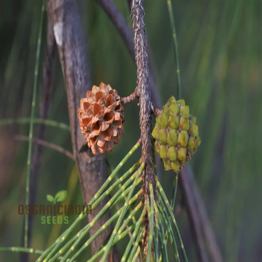 Casuarina Equisetifolia Australian Pine Tree Seeds - Grow Your Own Hardy And Versatile Trees