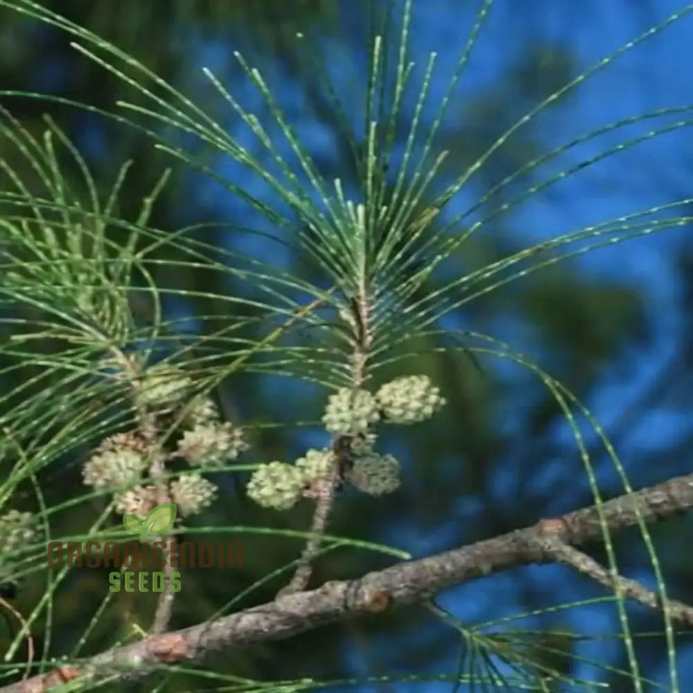 Casuarina Equisetifolia Australian Pine Tree Seeds - Grow Your Own Hardy And Versatile Trees