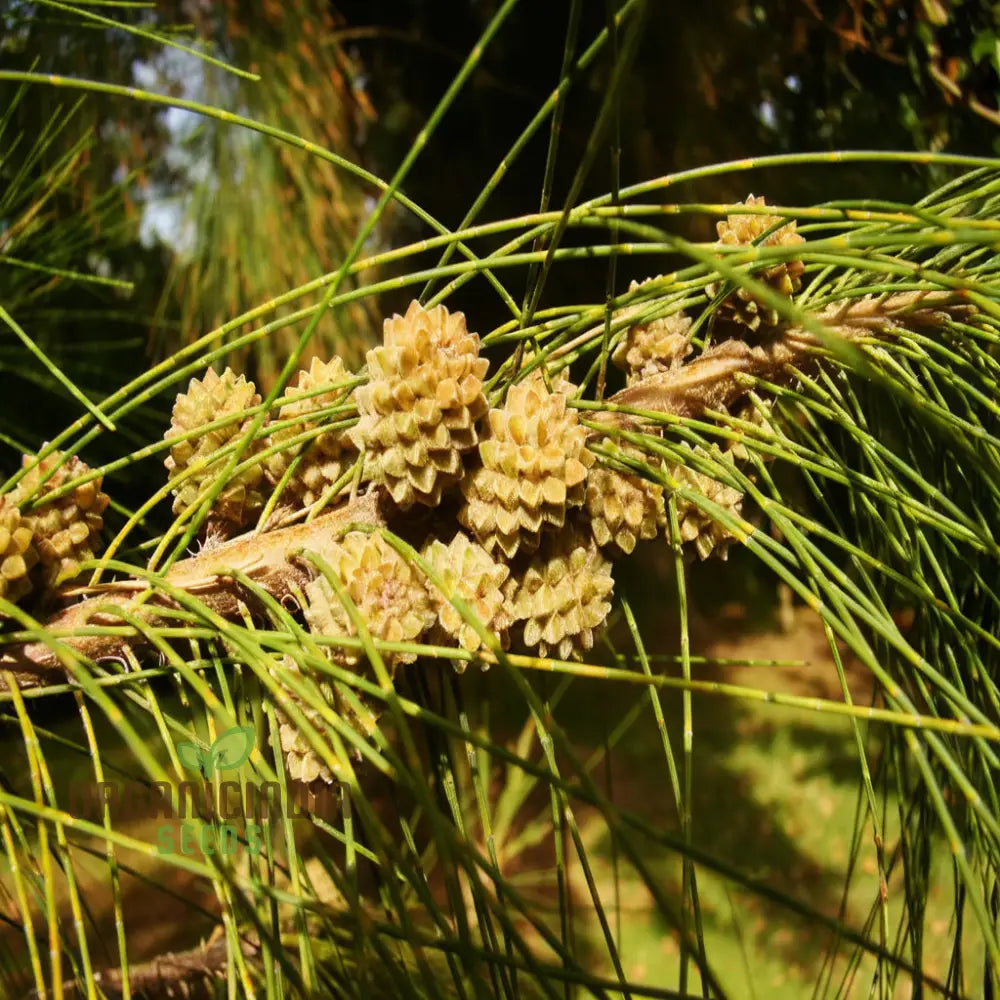 Casuarina Equisetifolia Australian Pine Tree Seeds - Grow Your Own Hardy And Versatile Trees