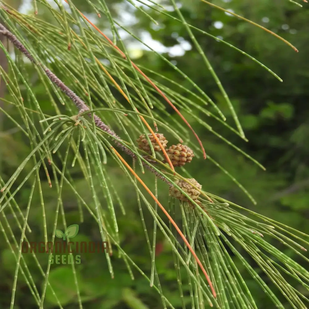 Casuarina Equisetifolia Australian Pine Tree Seeds - Grow Your Own Hardy And Versatile Trees