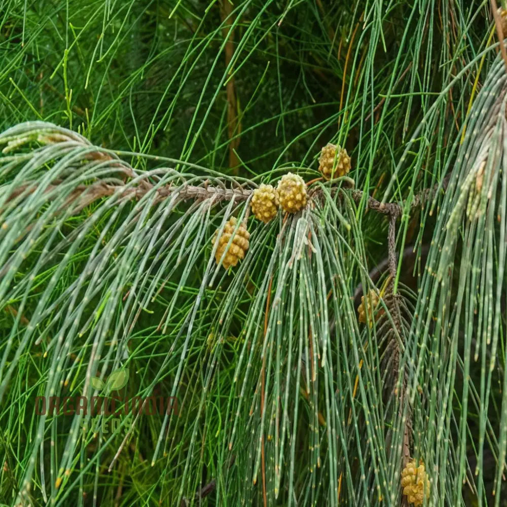 Casuarina Equisetifolia Australian Pine Tree Seeds - Grow Your Own Hardy And Versatile Trees