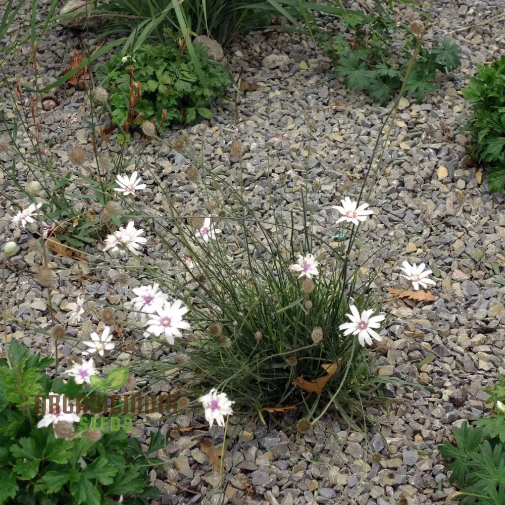 Catananche Amor White Seeds - Grow Elegant And Pure Flowers In Your Garden