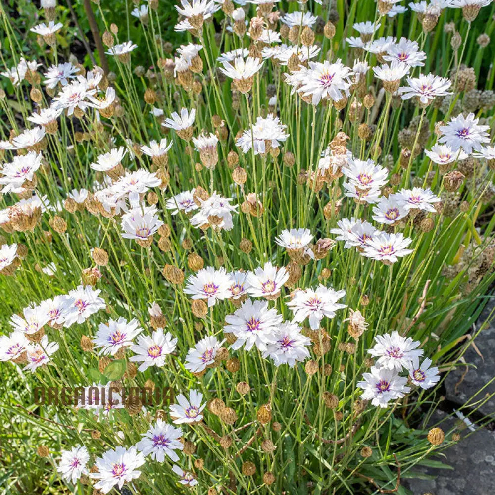 Catananche Amor White Seeds - Grow Elegant And Pure Flowers In Your Garden