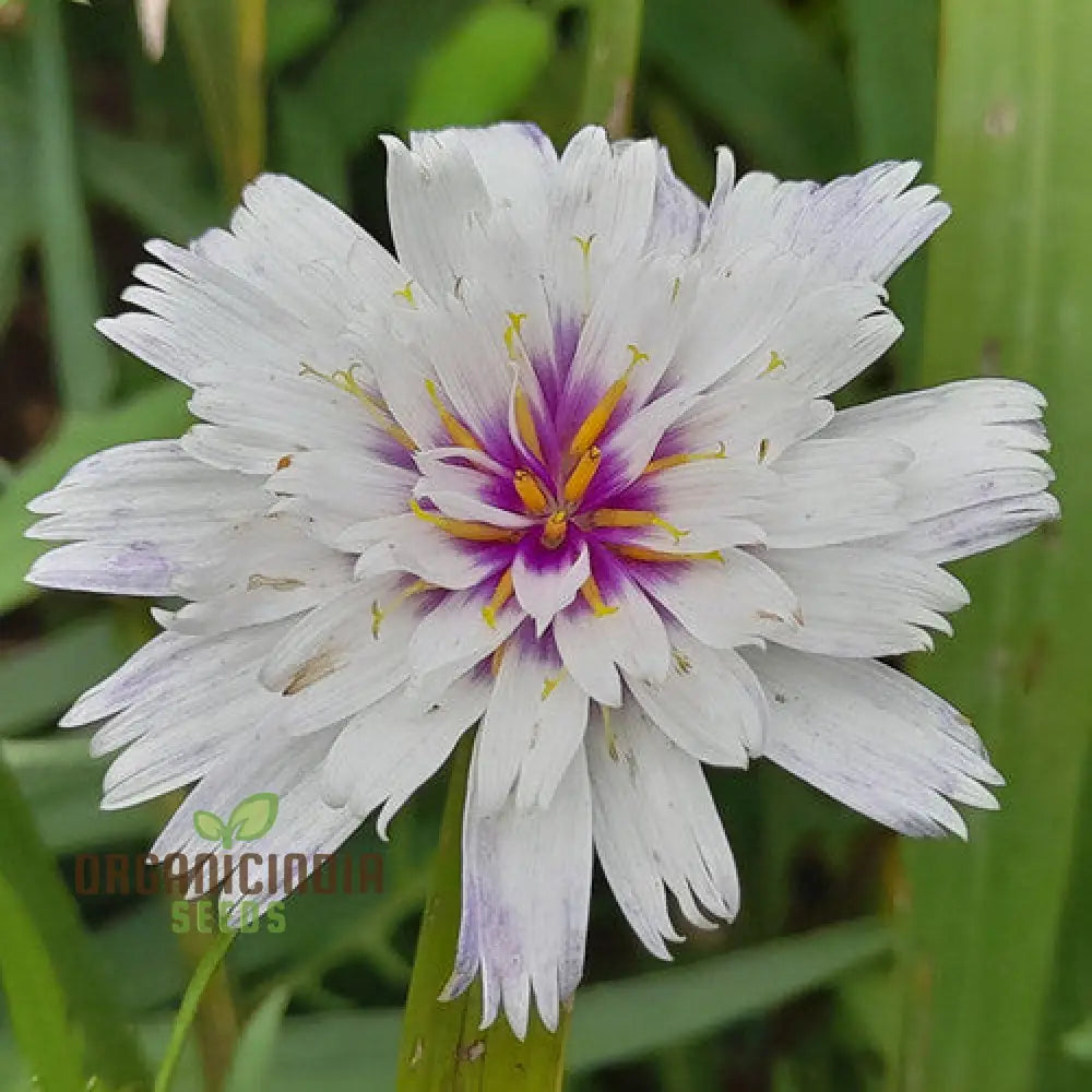 Catananche Amor White Seeds - Grow Elegant And Pure Flowers In Your Garden