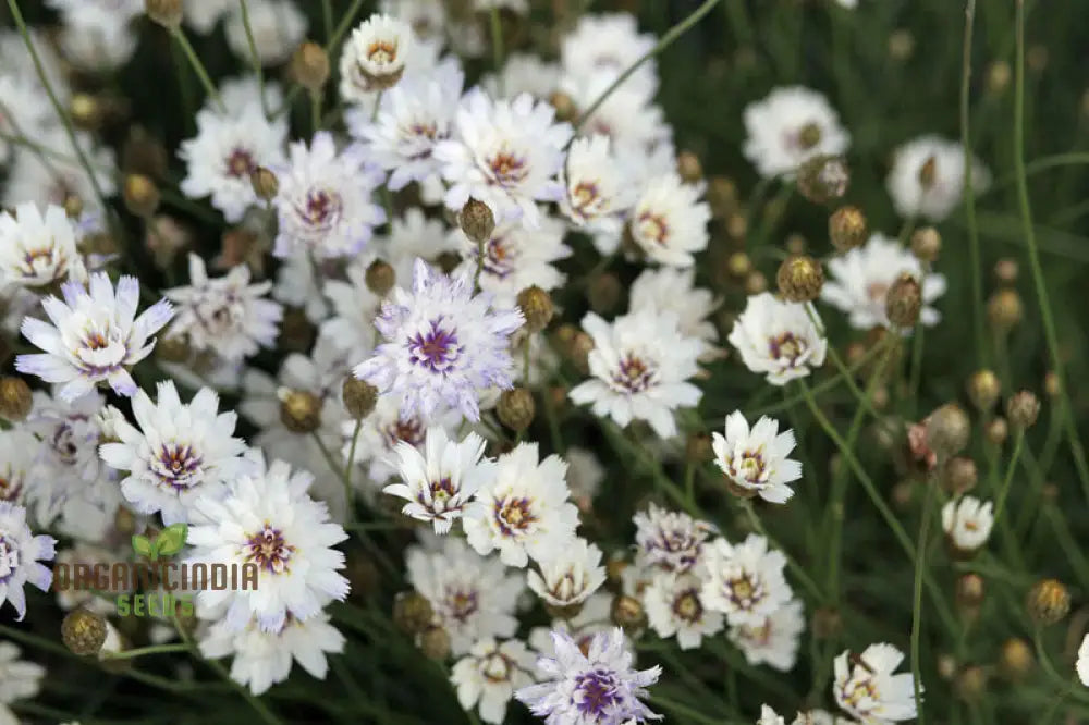 Catananche Amor White Seeds - Grow Elegant And Pure Flowers In Your Garden