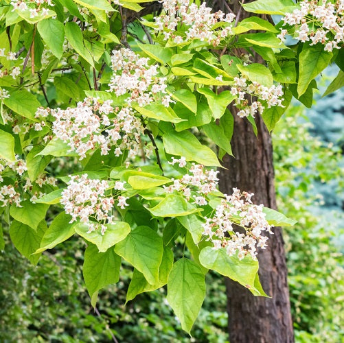 "Southern Catalpa Tree Seeds, Planting - 100 pcs" - Plant Seeds