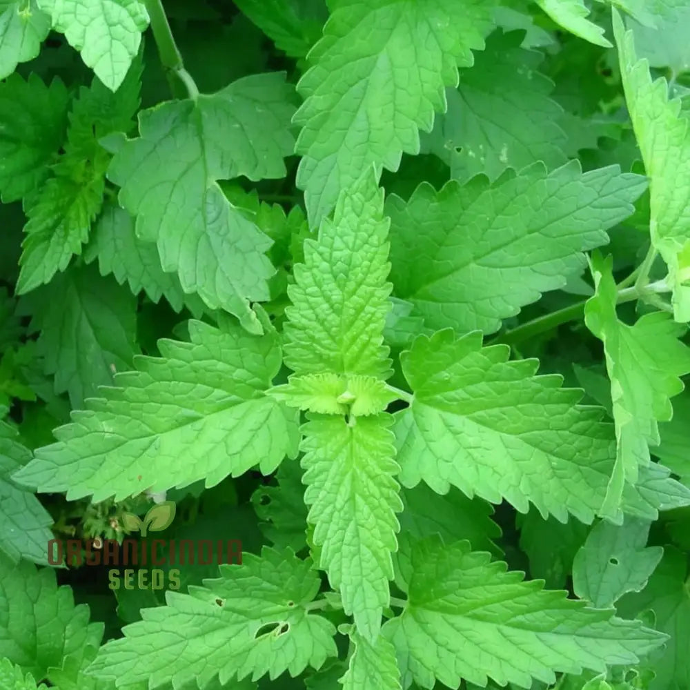 Catnip Plant Seeds - Delightful Herb For Your Feline Friends And Garden Aromas