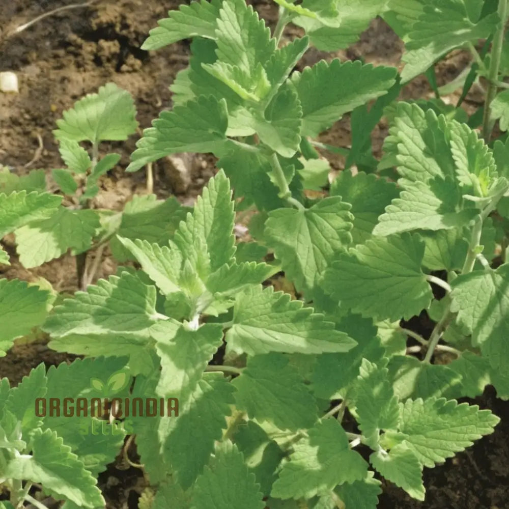 Catnip Plant Seeds - Delightful Herb For Your Feline Friends And Garden Aromas