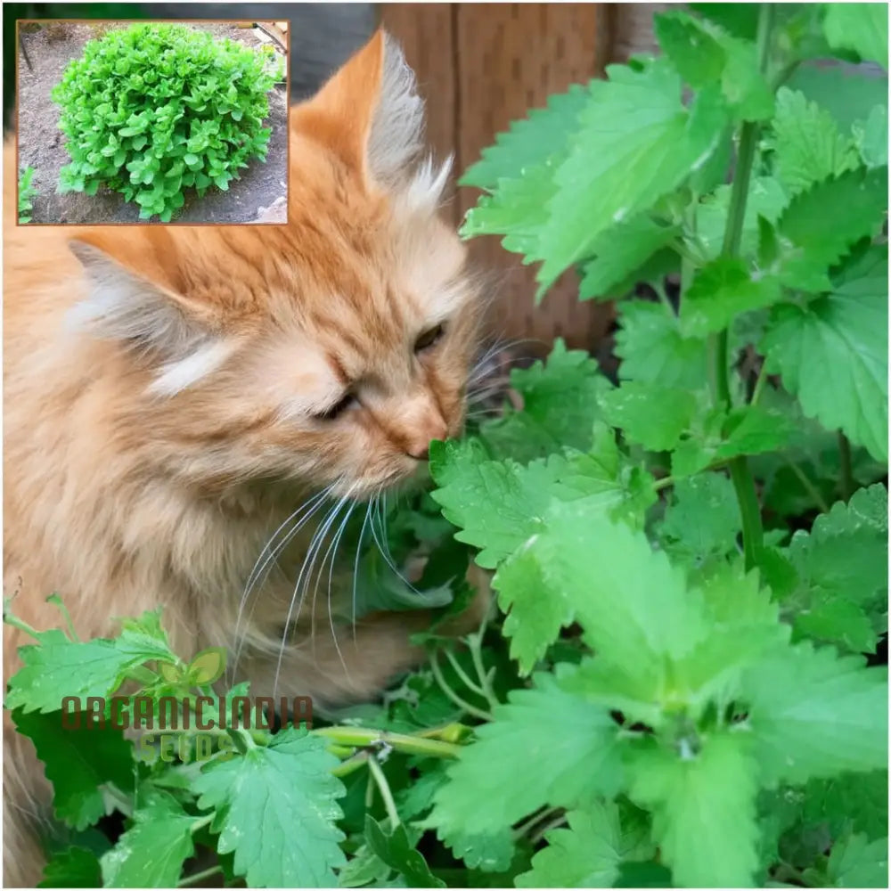 Catnip Plant Seeds - Delightful Herb For Your Feline Friends And Garden Aromas