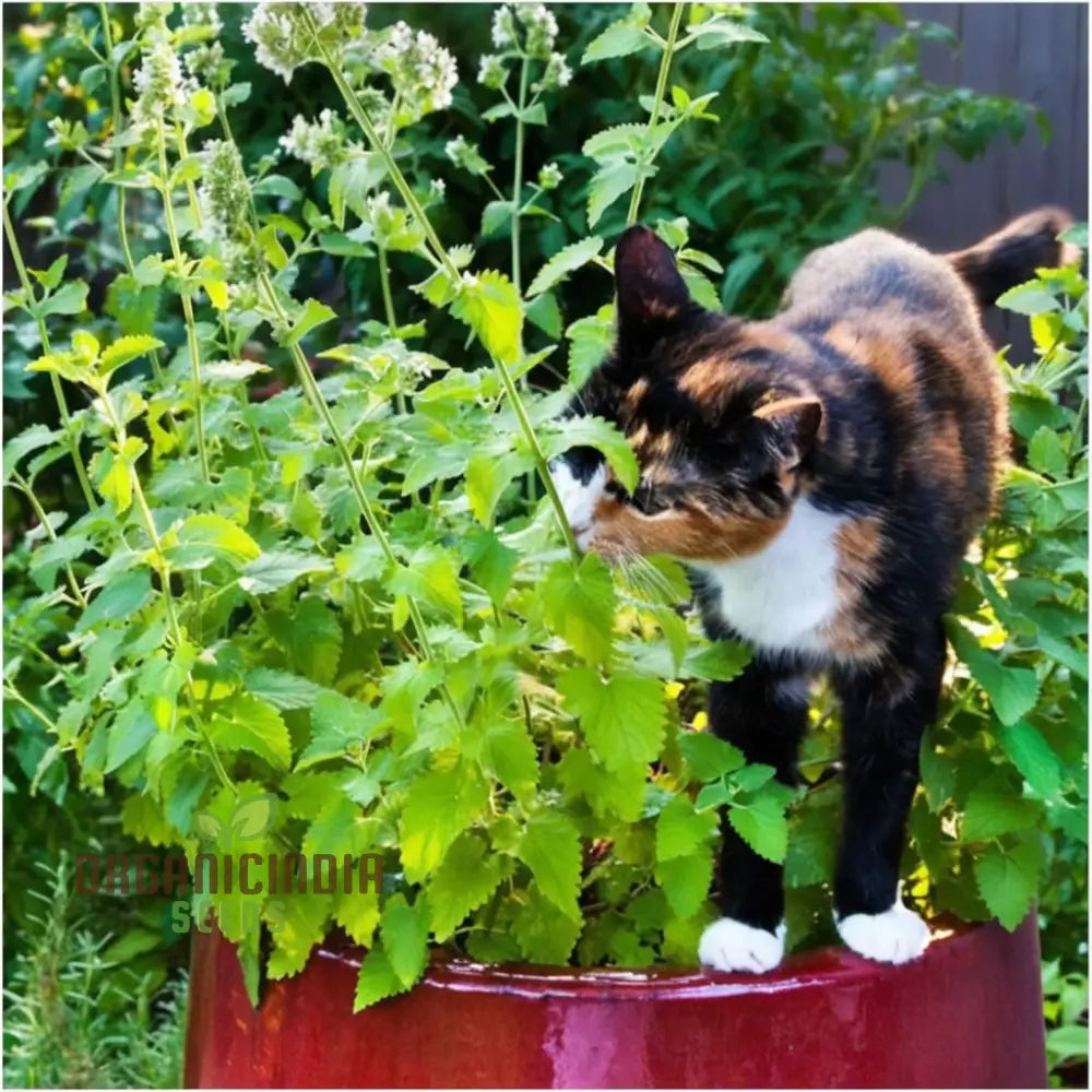 Catnip Plant Seeds - Delightful Herb For Your Feline Friends And Garden Aromas