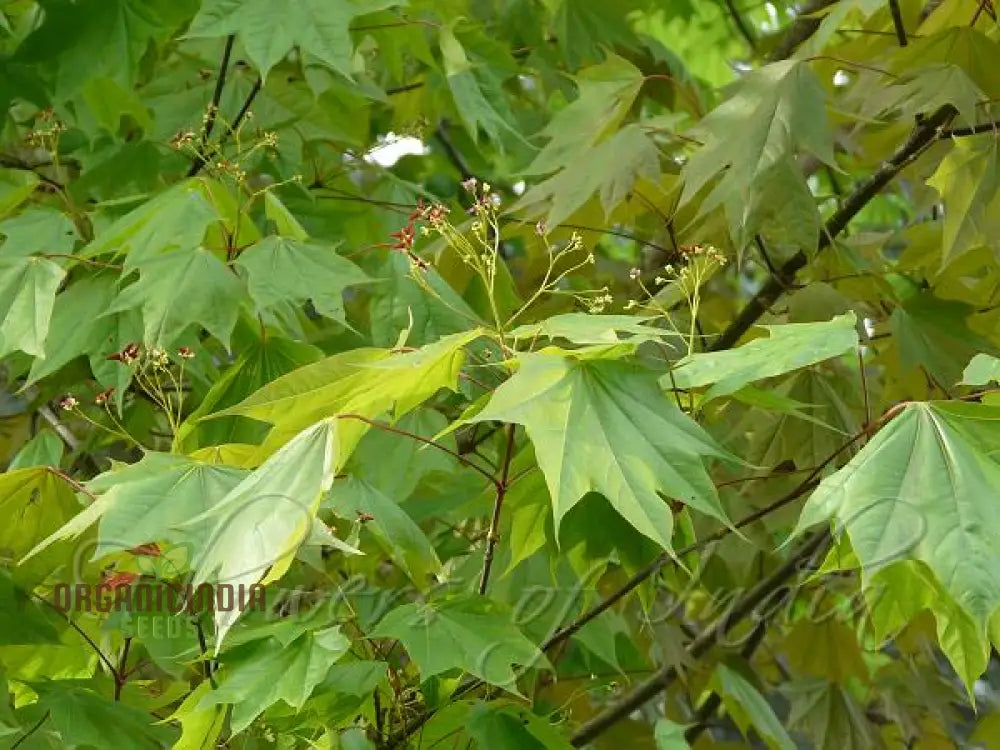 Caucasian Maple Tree Seeds For Planting - Premium Quality Lush Garden Growth