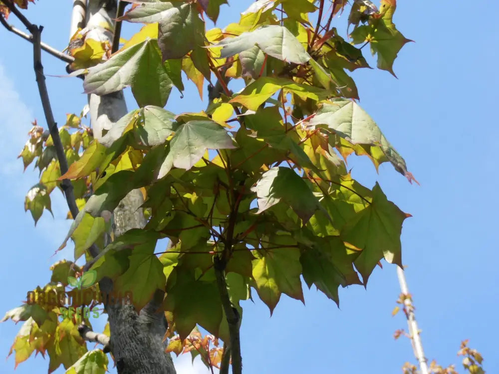 Caucasian Maple Tree Seeds For Planting - Premium Quality Lush Garden Growth