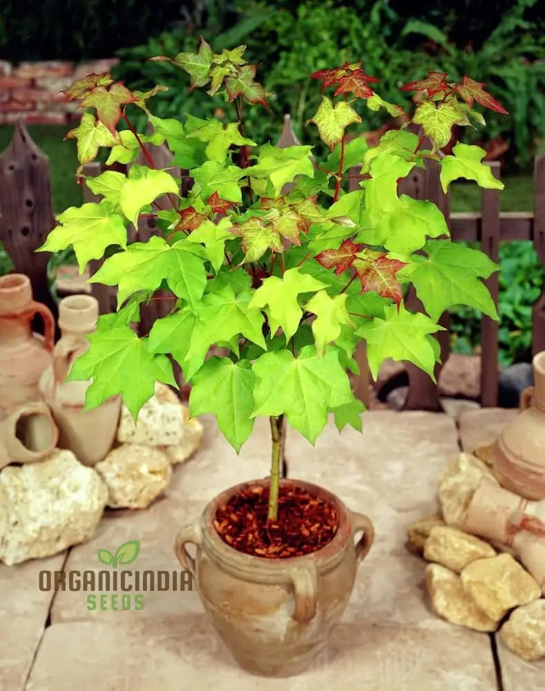 Caucasian Maple Tree Seeds For Planting - Premium Quality Lush Garden Growth