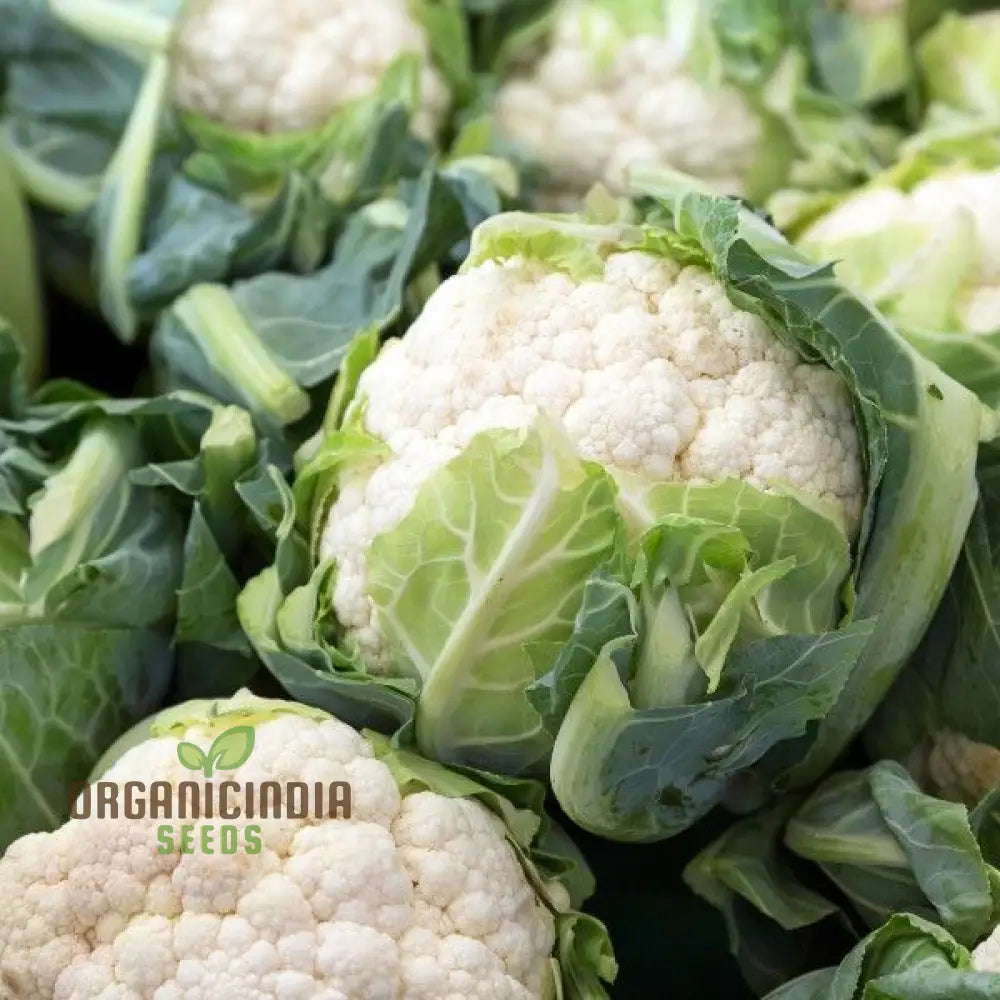 Cauliflower All Year Round Seeds For Year-Round Gardening | Buy Online