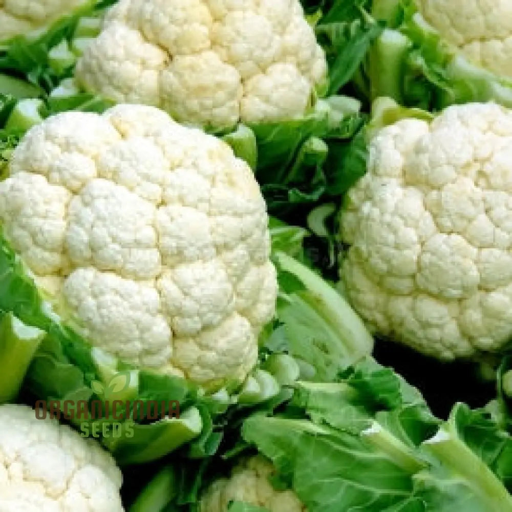 Cauliflower - Alpha Seeds For Planting And Gardening | Premium Quality Organic