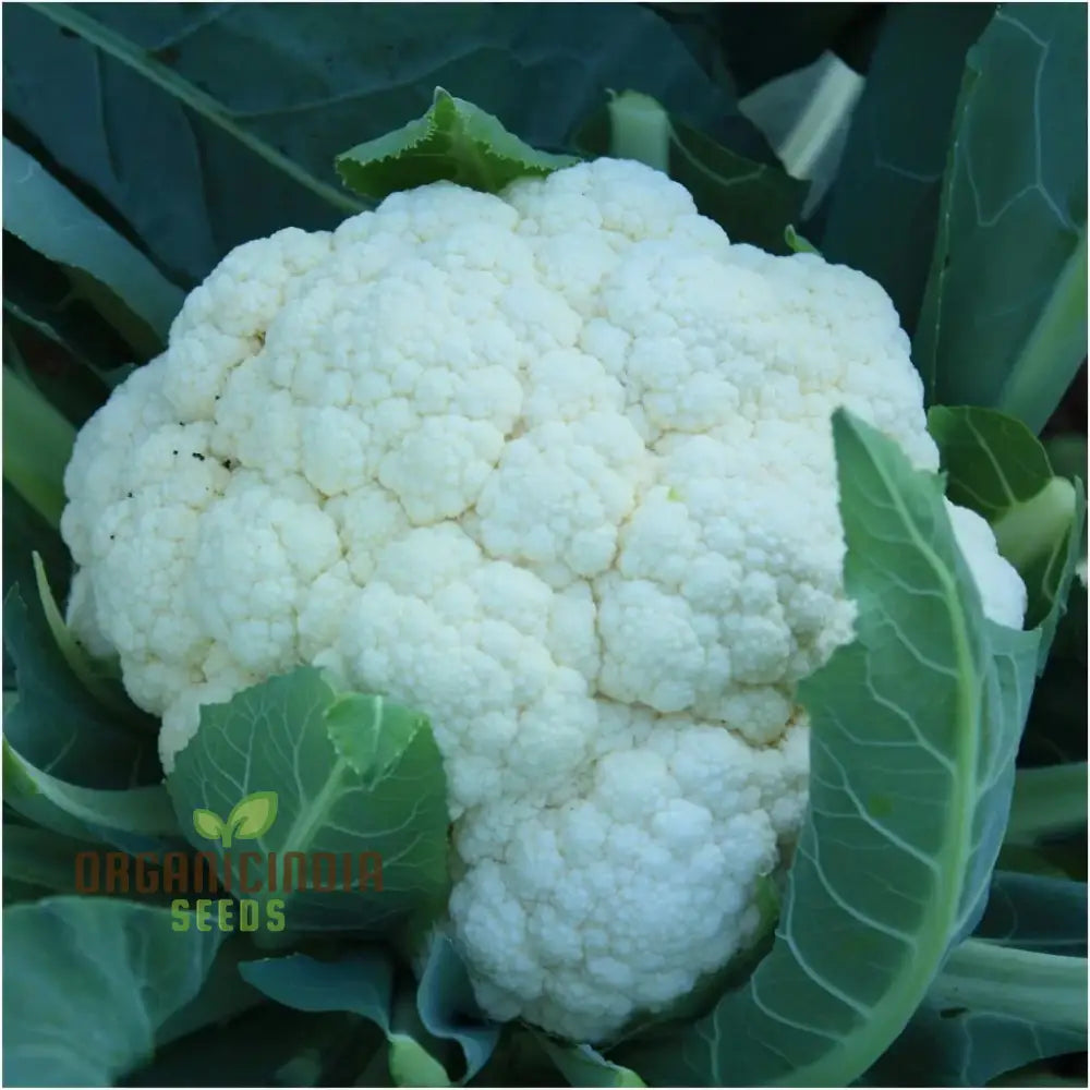 Cauliflower - Alpha Seeds For Planting And Gardening | Premium Quality Organic