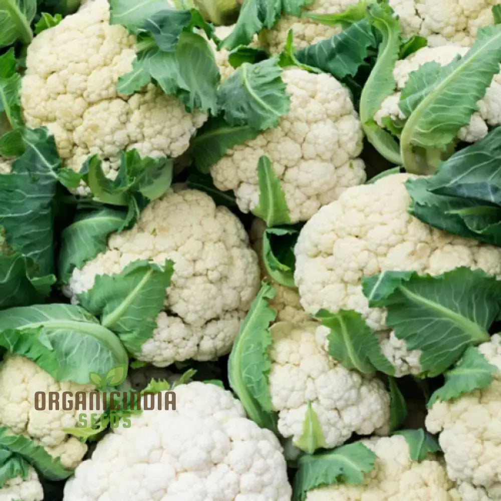 Cauliflower - Alpha Seeds For Planting And Gardening | Premium Quality Organic