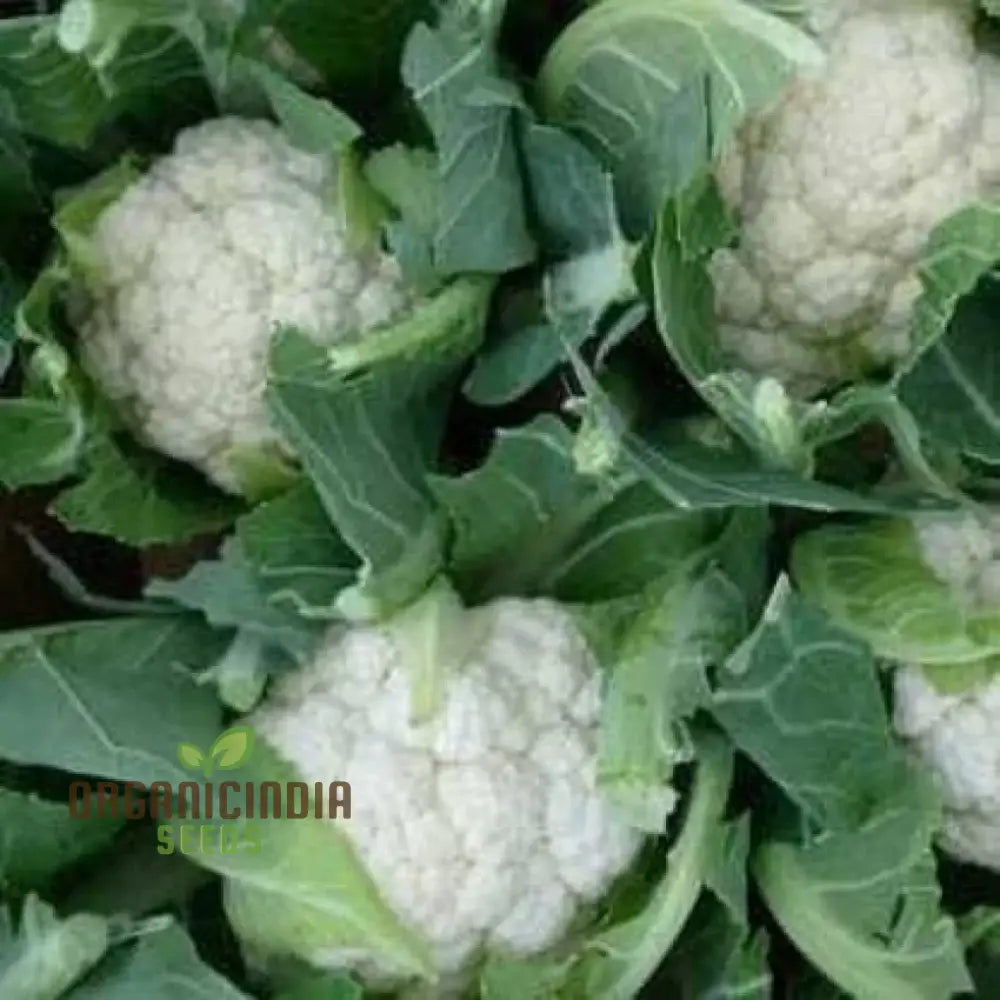 Cauliflower - Alpha Seeds For Planting And Gardening | Premium Quality Organic