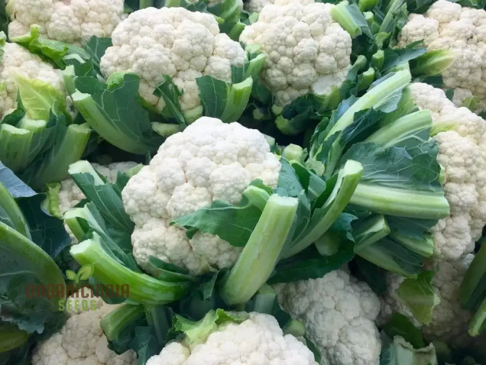 Cauliflower - Alpha Seeds For Planting And Gardening | Premium Quality Organic