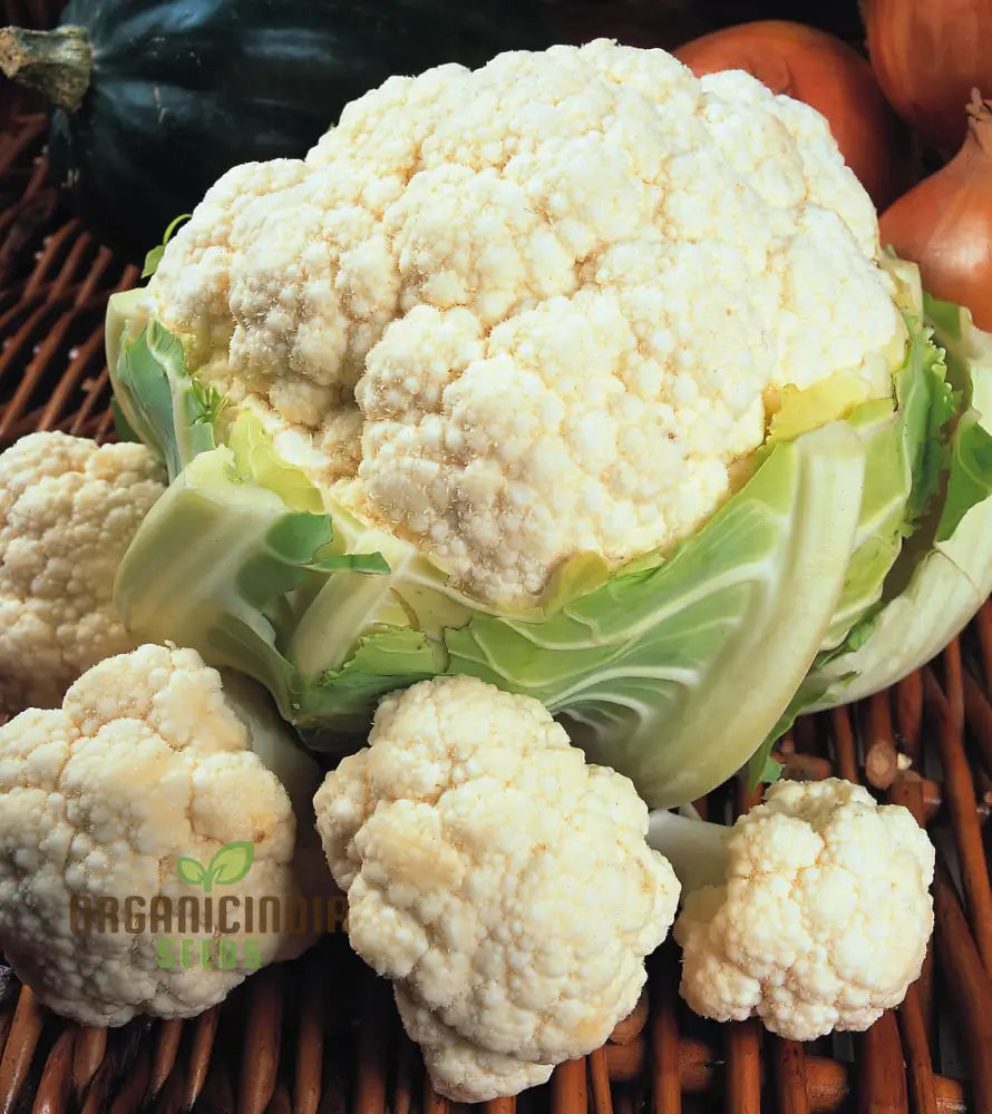 Cauliflower Candid Charm F1 - Premium Vegetable Seeds For Planting And Growing Stunning Flowers