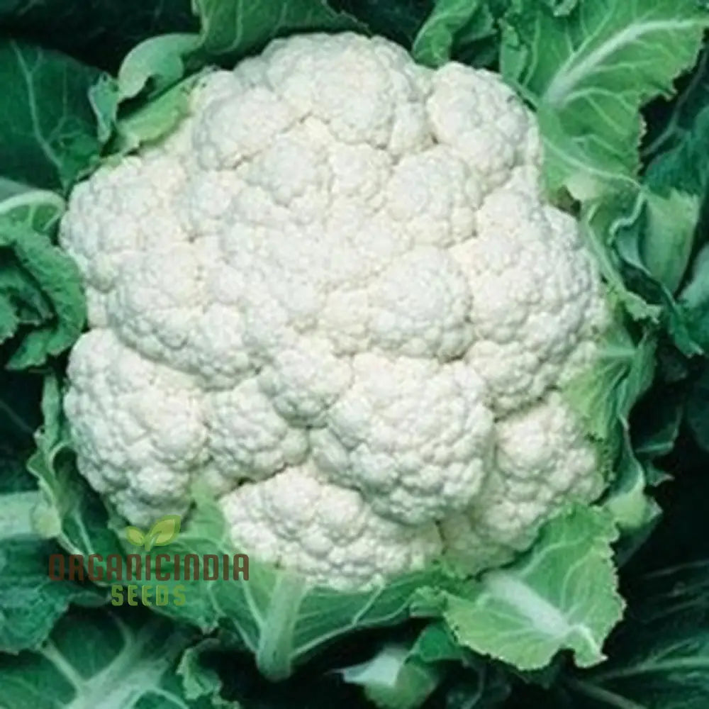 Cauliflower Candid Charm F1 - Premium Vegetable Seeds For Planting And Growing Stunning Flowers