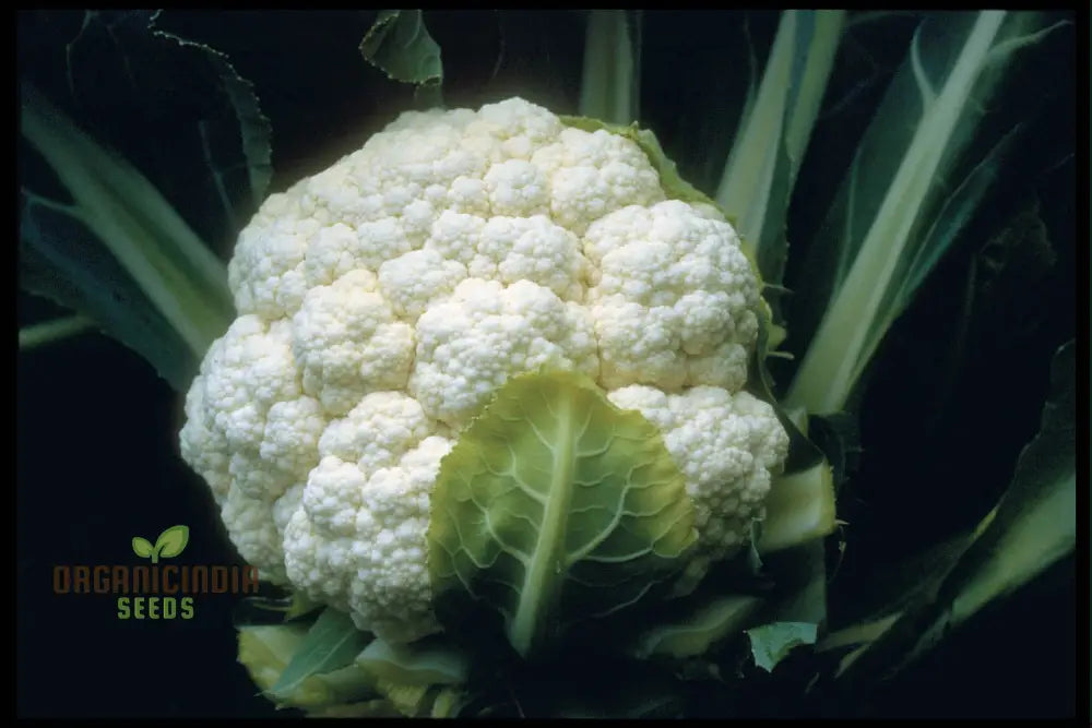 Cauliflower Candid Charm F1 - Premium Vegetable Seeds For Planting And Growing Stunning Flowers