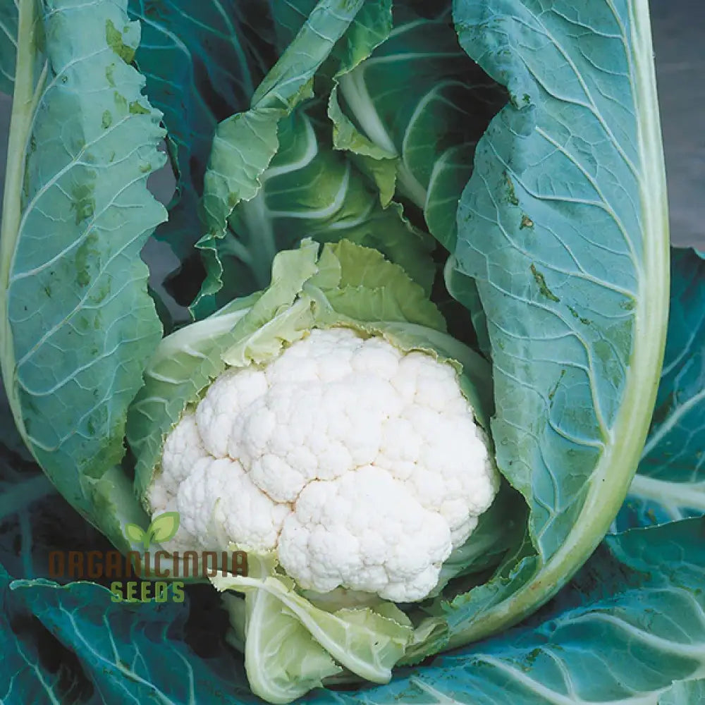 Cauliflower Clapton F1 Vegetable Seeds For Planting Premium Quality High Yield And Disease Resistant