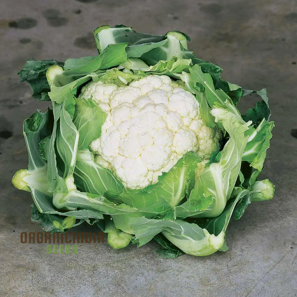 Cauliflower Clapton F1 Vegetable Seeds For Planting Premium Quality High Yield And Disease Resistant