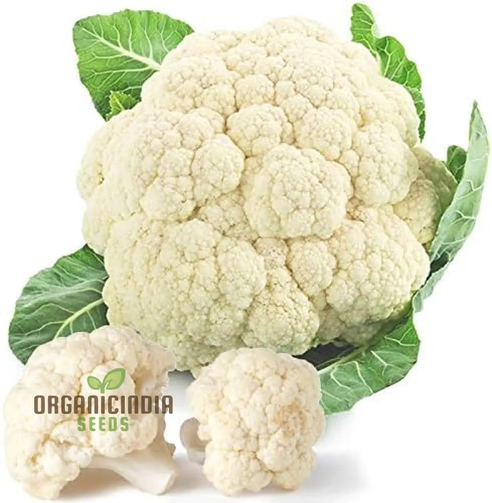 Cauliflower Clapton F1 Vegetable Seeds For Planting Premium Quality High Yield And Disease Resistant