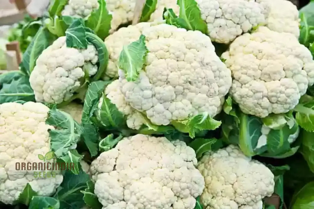 Cauliflower Clapton F1 Vegetable Seeds For Planting Premium Quality High Yield And Disease Resistant