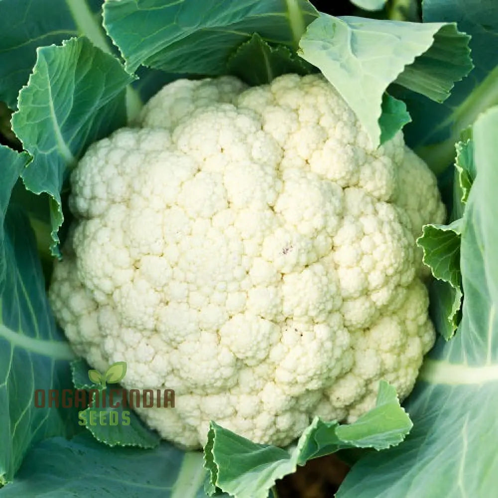 Cauliflower Clapton F1 Vegetable Seeds For Planting Premium Quality High Yield And Disease Resistant